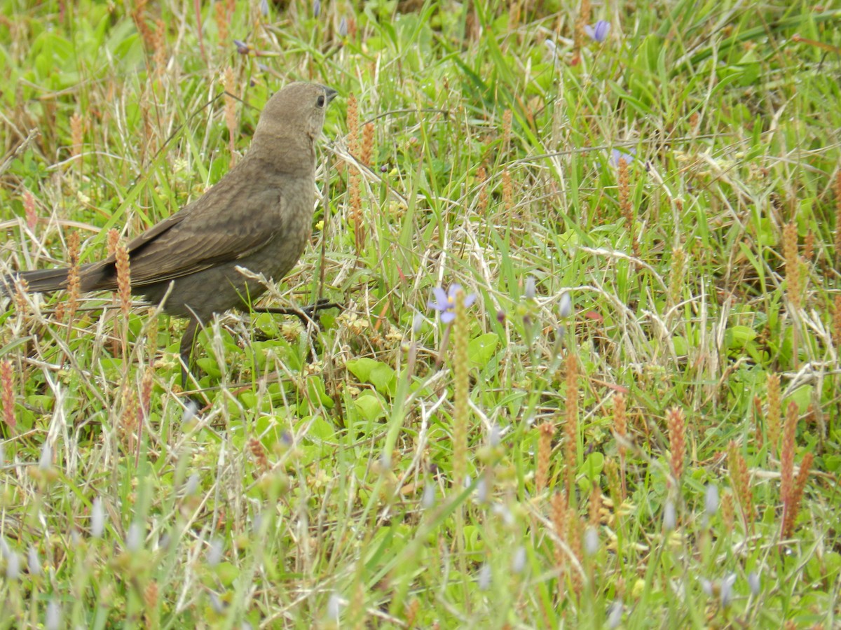 コウウチョウ - ML106420471