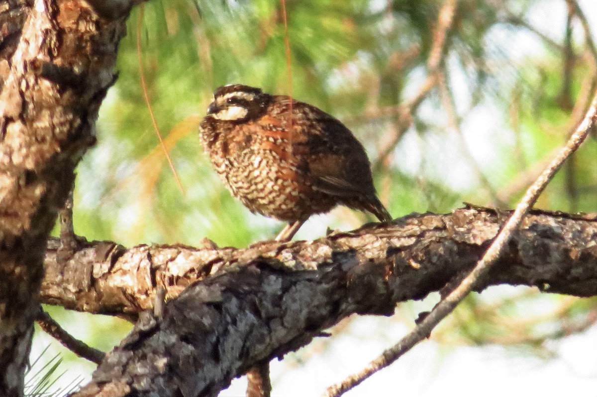 Northern Bobwhite - Tom Obrock