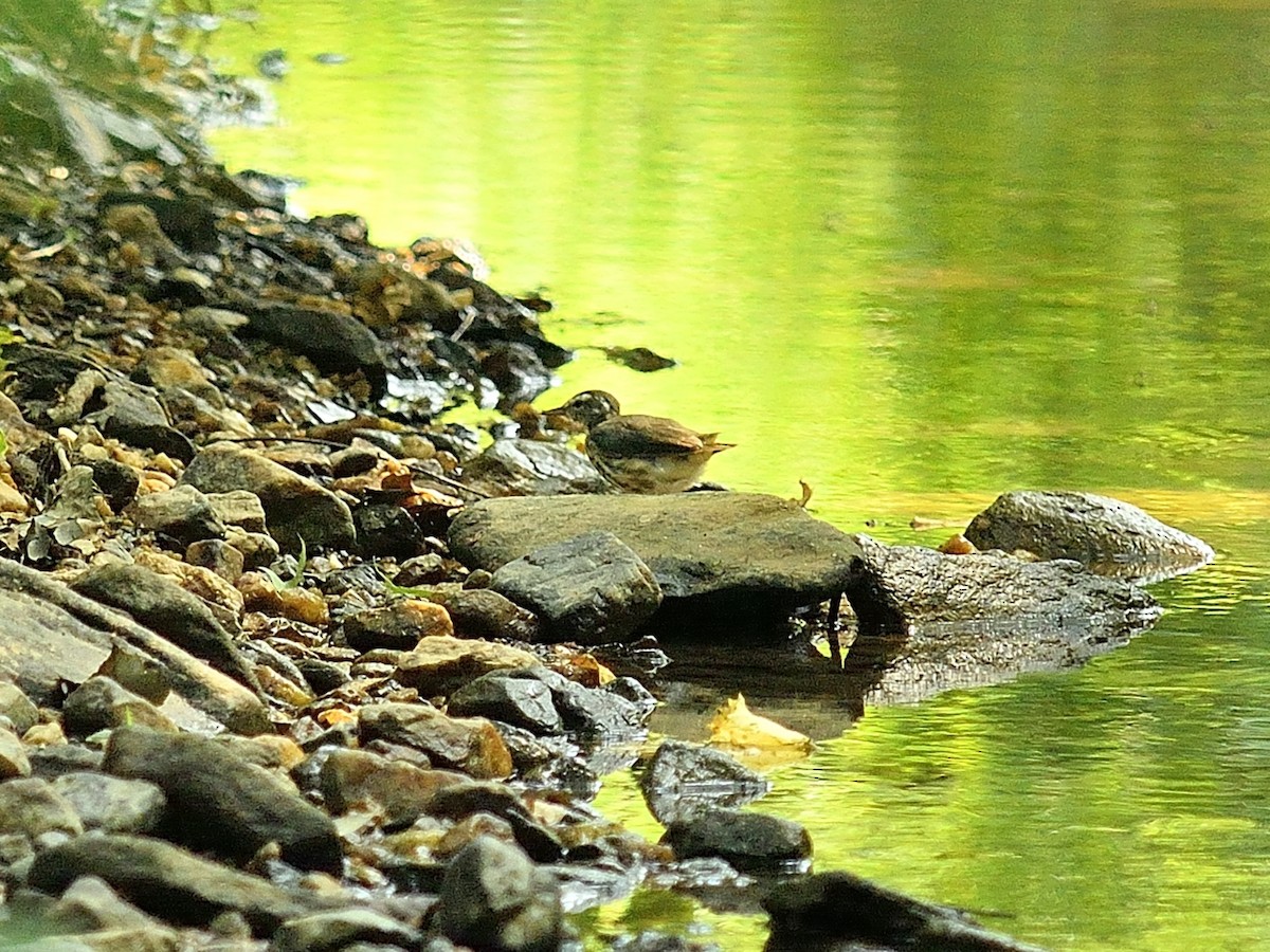 Louisiana Waterthrush - ML106425081