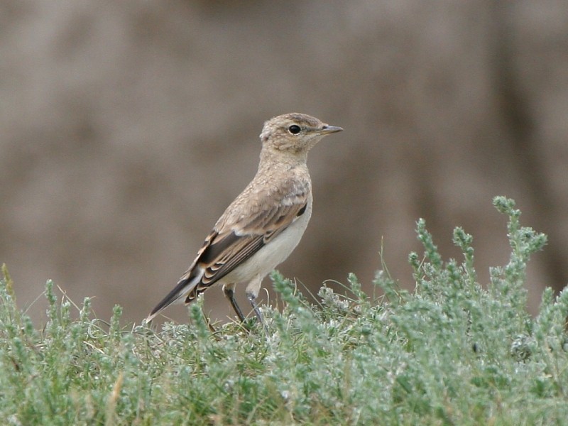 Isabelline Wheatear - ML106425211