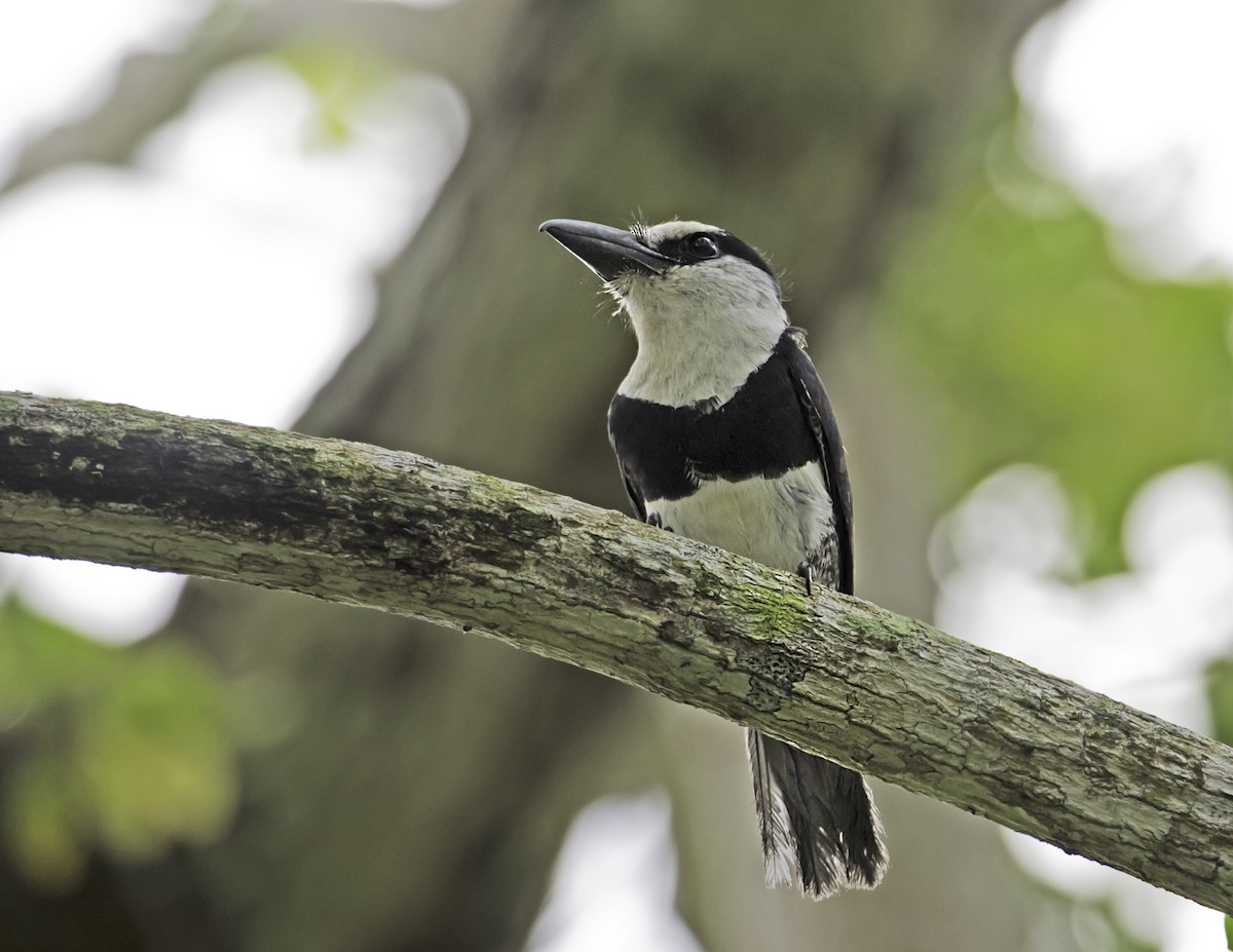 White-necked Puffbird - james poling