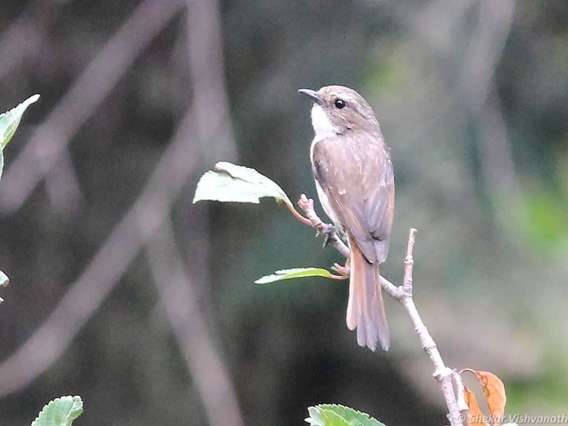 Gray Bushchat - ML106427061