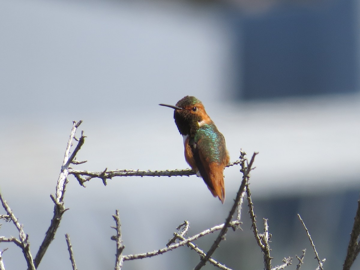 Allen's Hummingbird - David Benvent