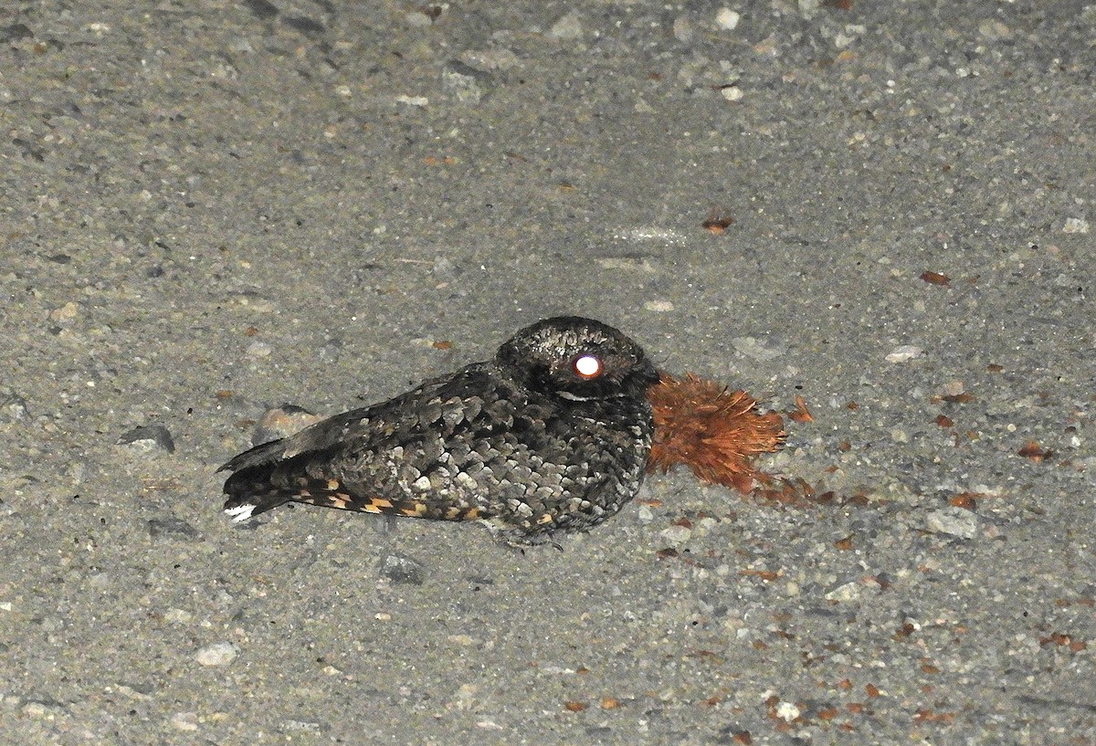 Common Poorwill - ML106430231