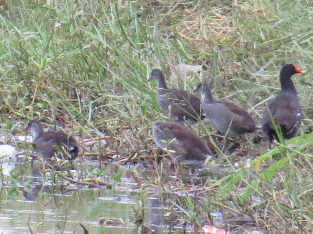 Common Gallinule - Glenn Ousset