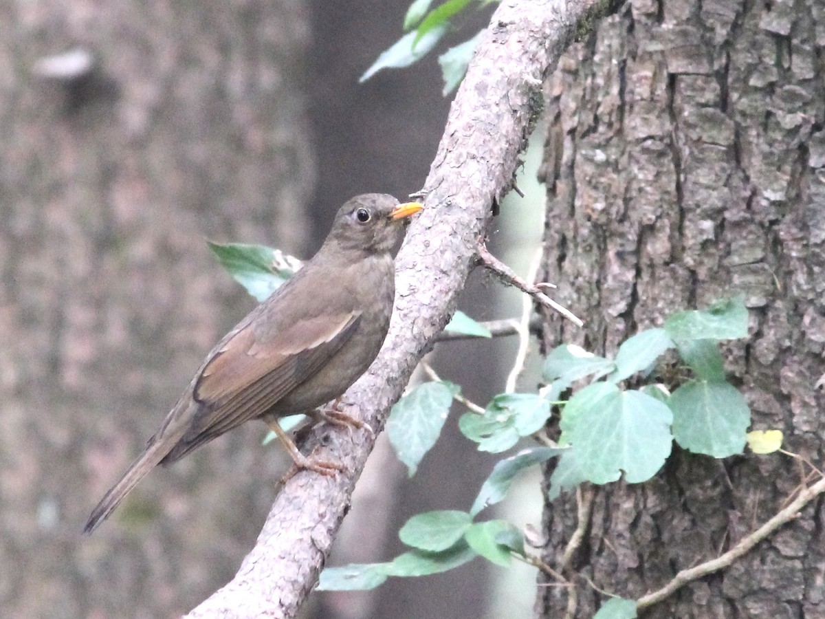 Gray-winged Blackbird - ML106432371