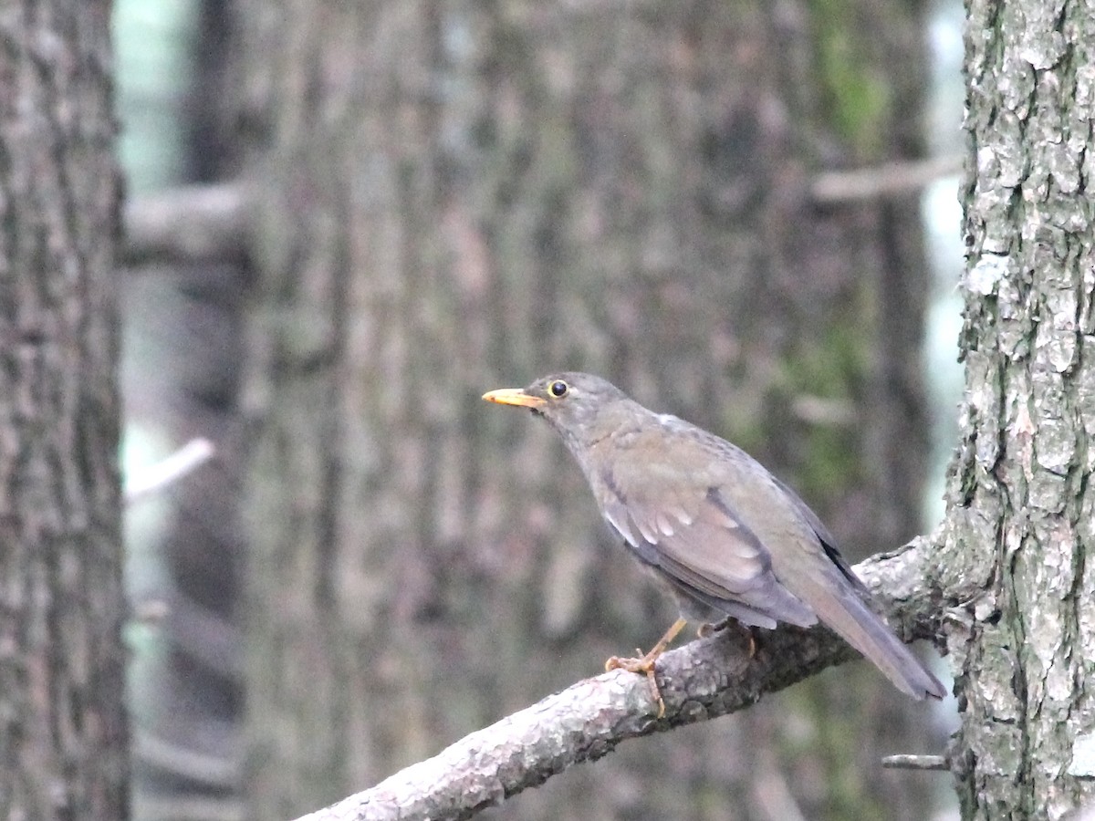 Gray-winged Blackbird - ML106432381