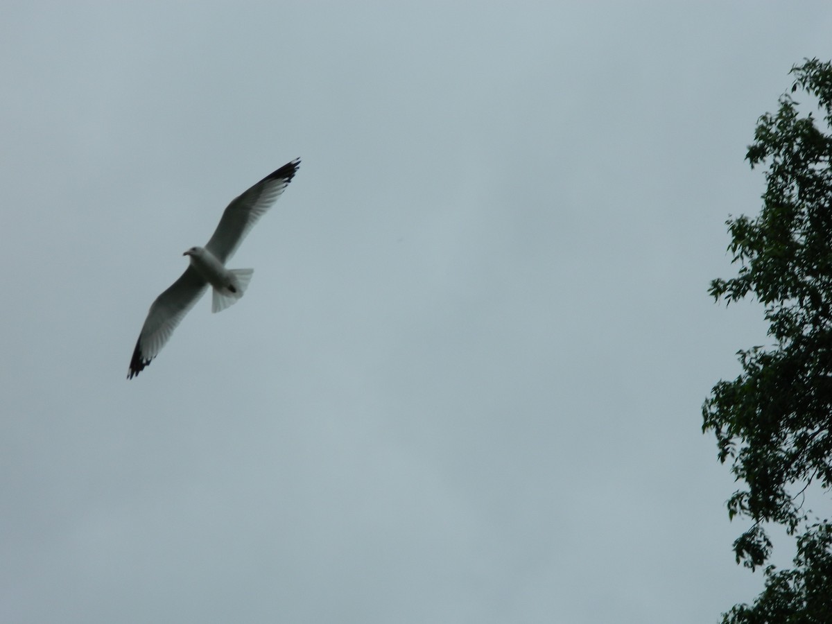 Ring-billed Gull - Mike Bird