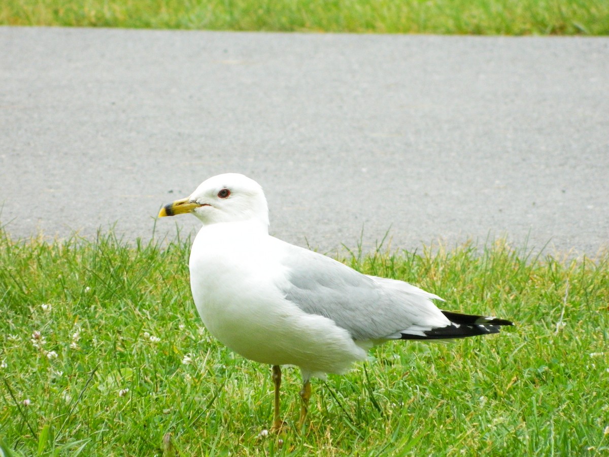 Ring-billed Gull - ML106436101