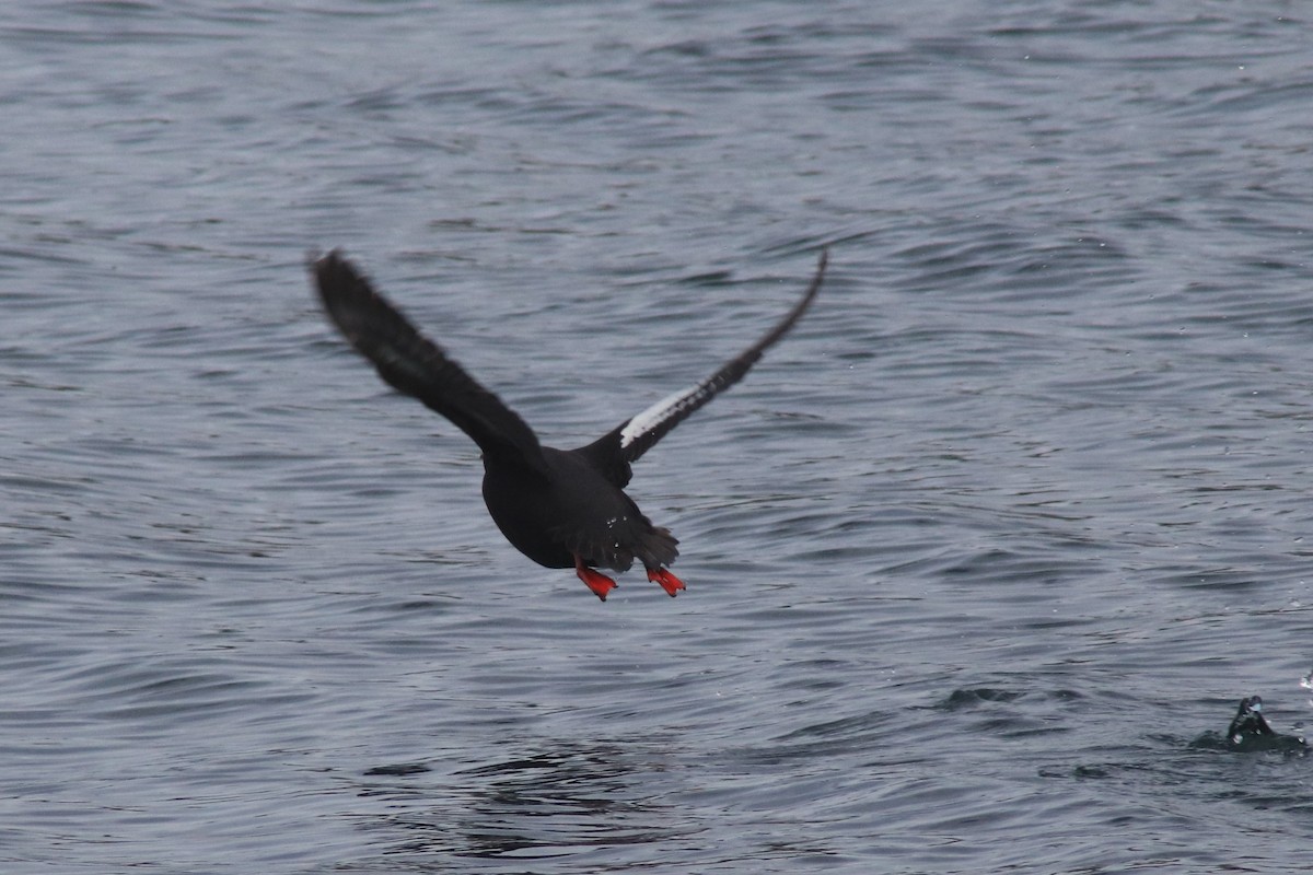 Pigeon Guillemot - George Matz