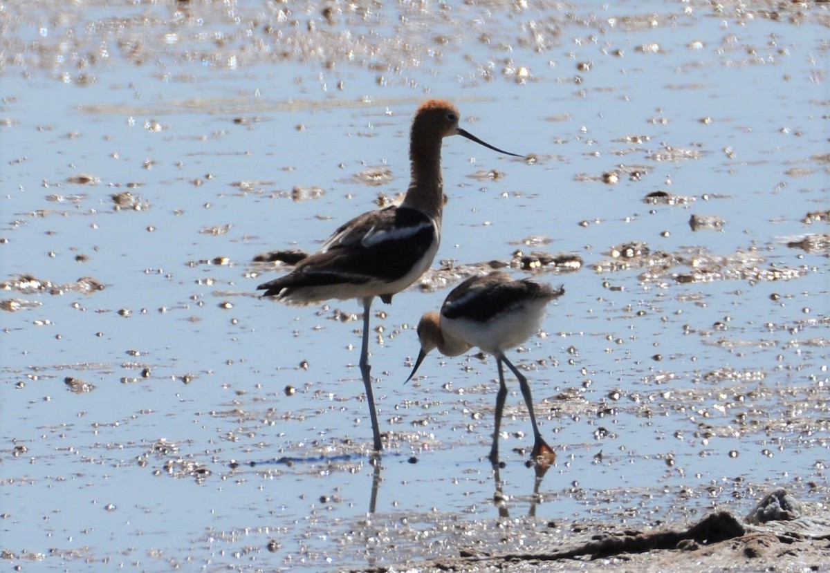 American Avocet - Greg Palko