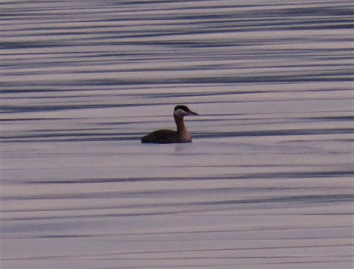 Red-necked Grebe - ML106437581