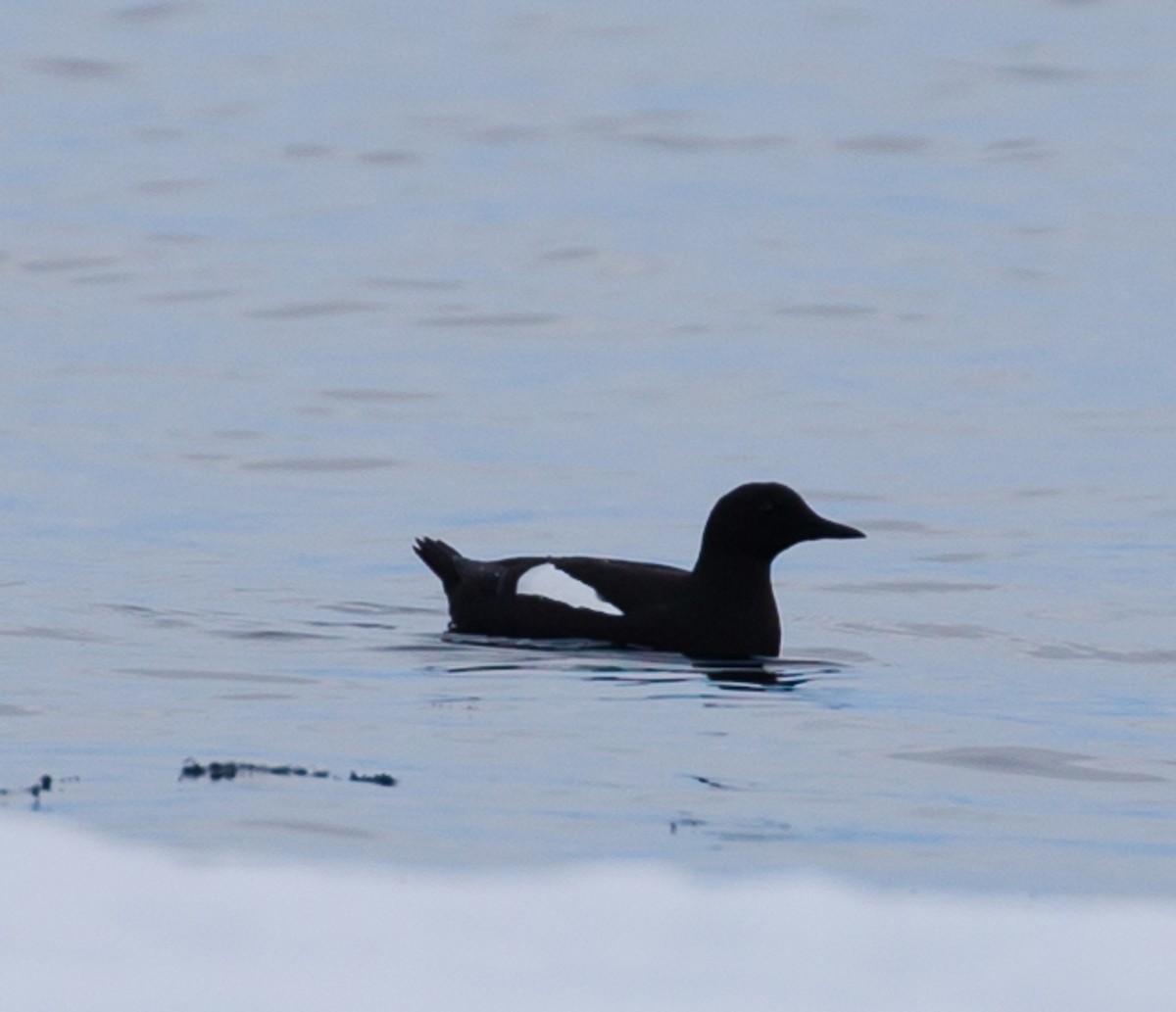 Black Guillemot - ML106437871