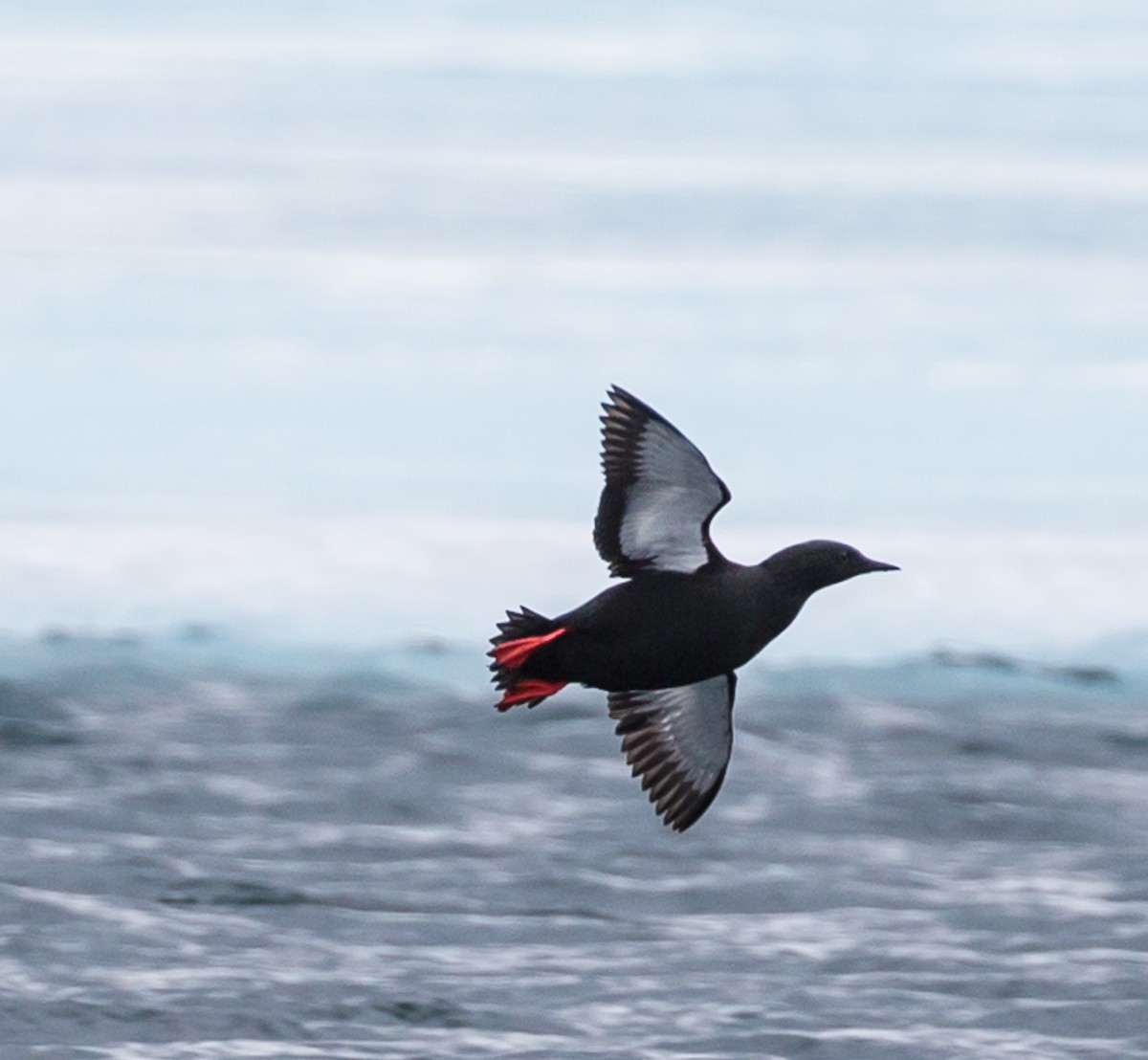 Black Guillemot - Meg Barron