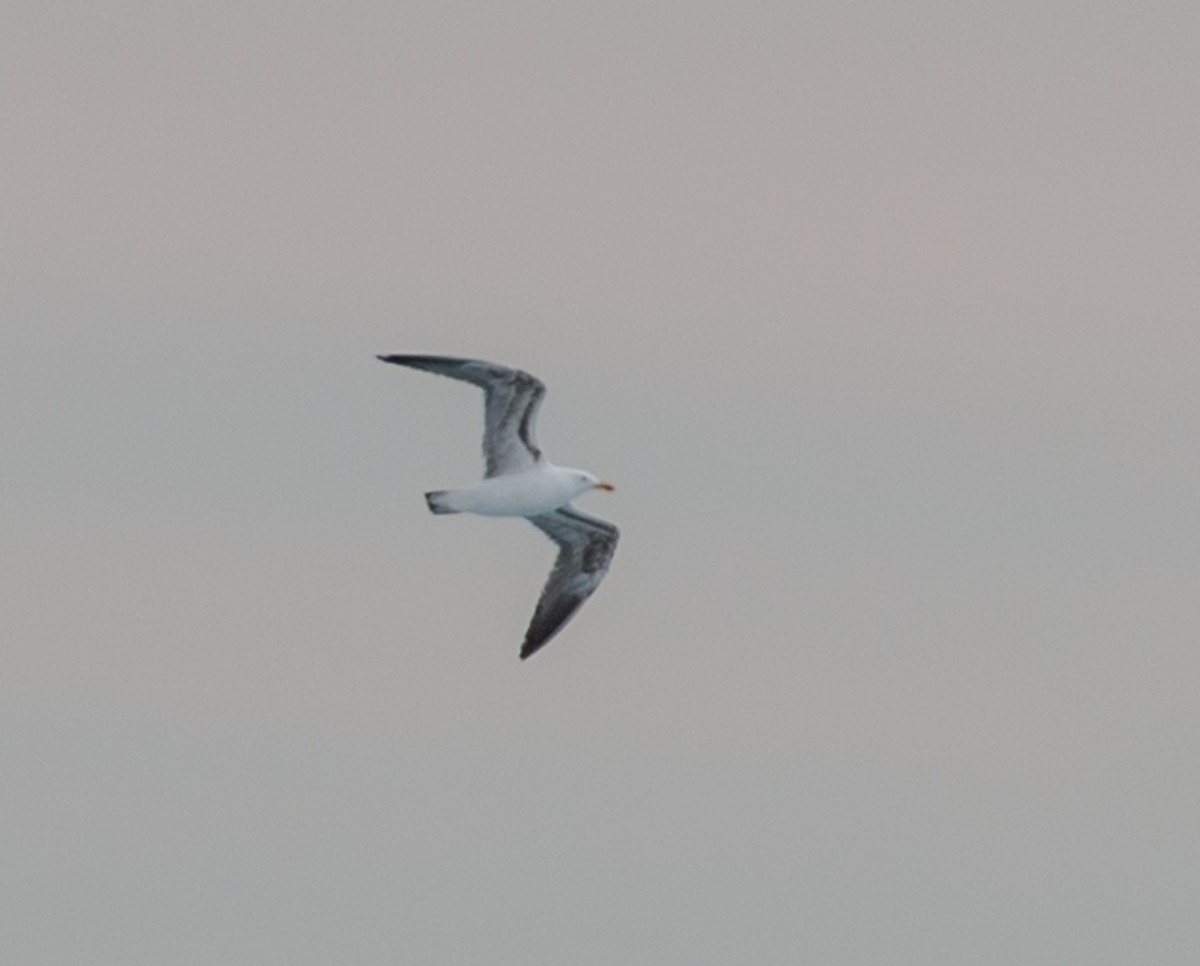 Great Black-backed Gull - ML106438231