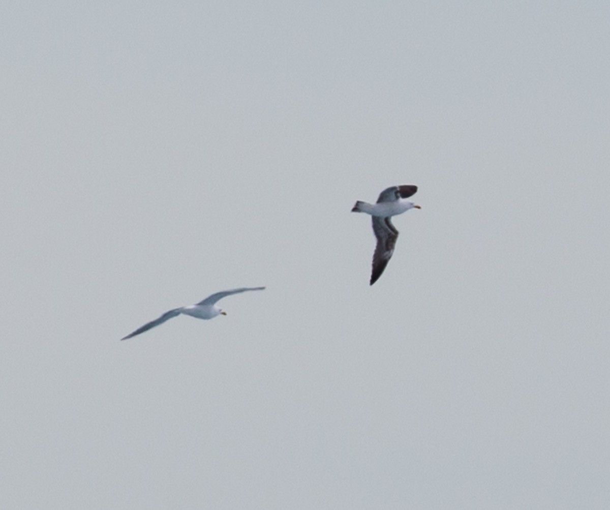 Great Black-backed Gull - ML106438241