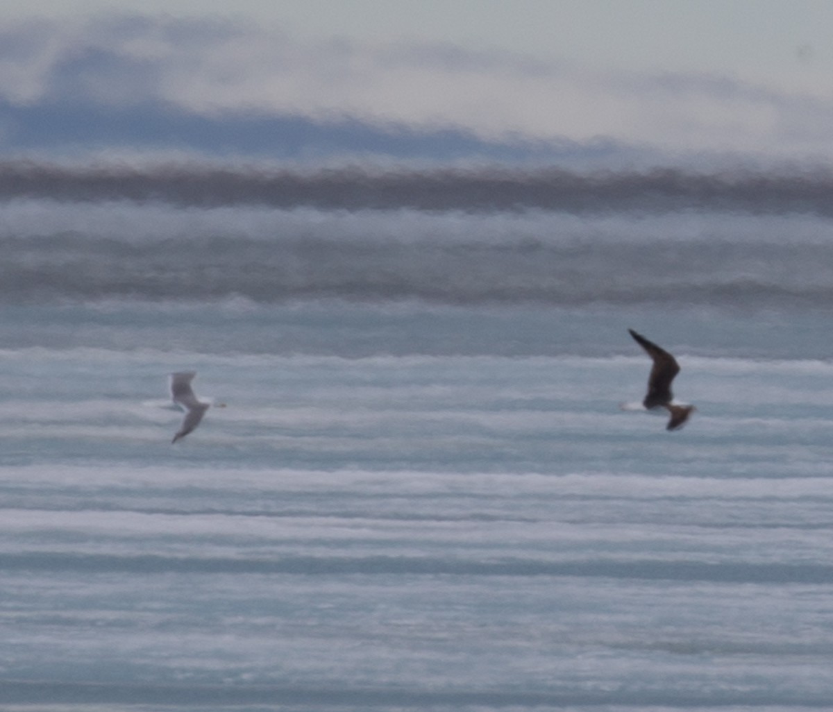 Great Black-backed Gull - ML106438261