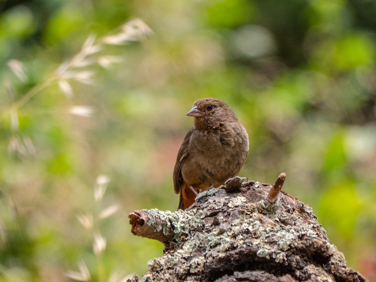 California Towhee - ML106438581