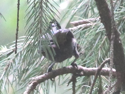 Coal Tit - Shekar Vishvanath