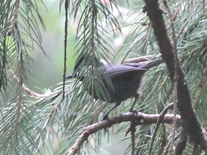 Coal Tit - Shekar Vishvanath