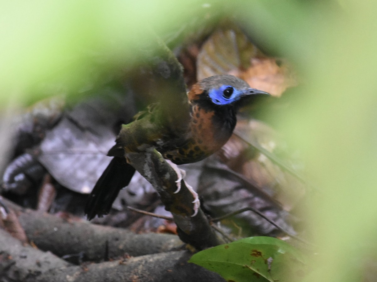 Ocellated Antbird - T I