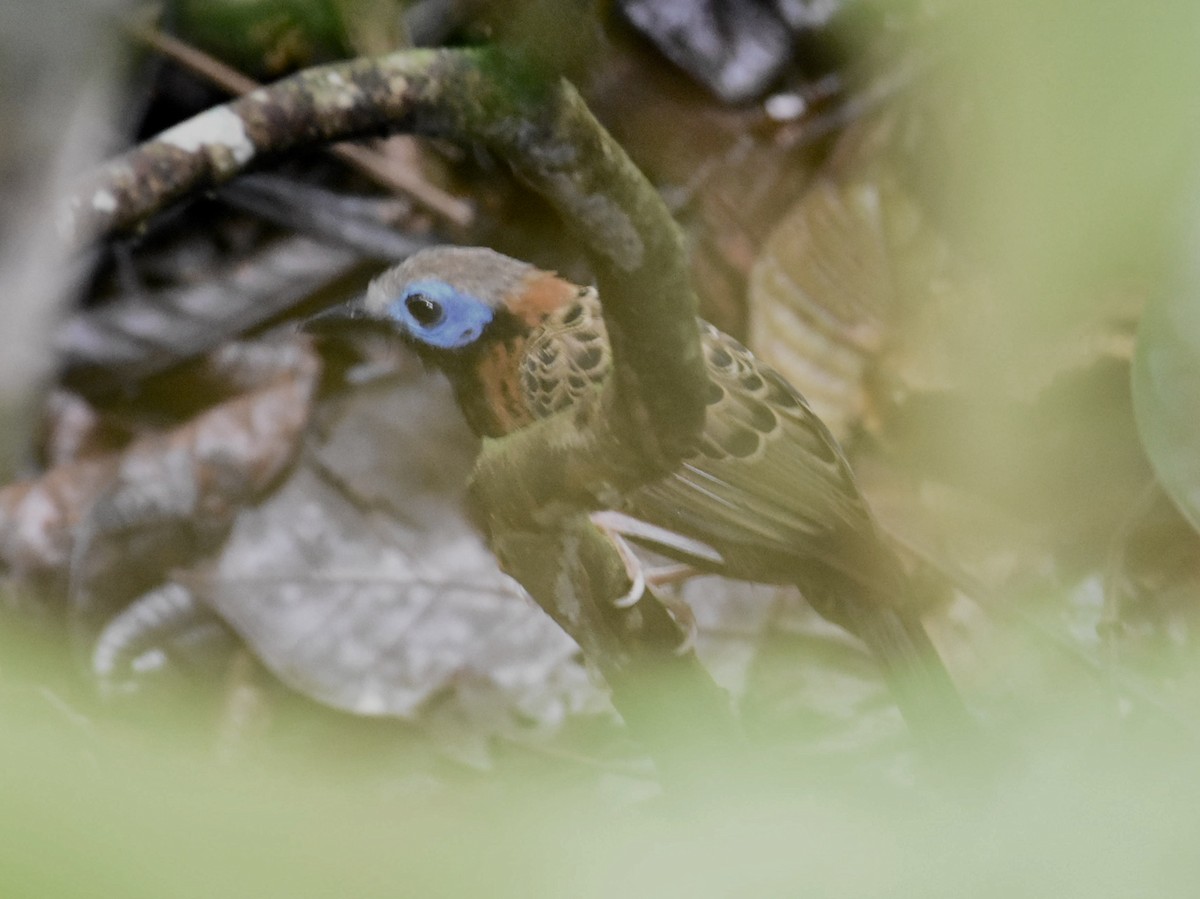 Ocellated Antbird - T I