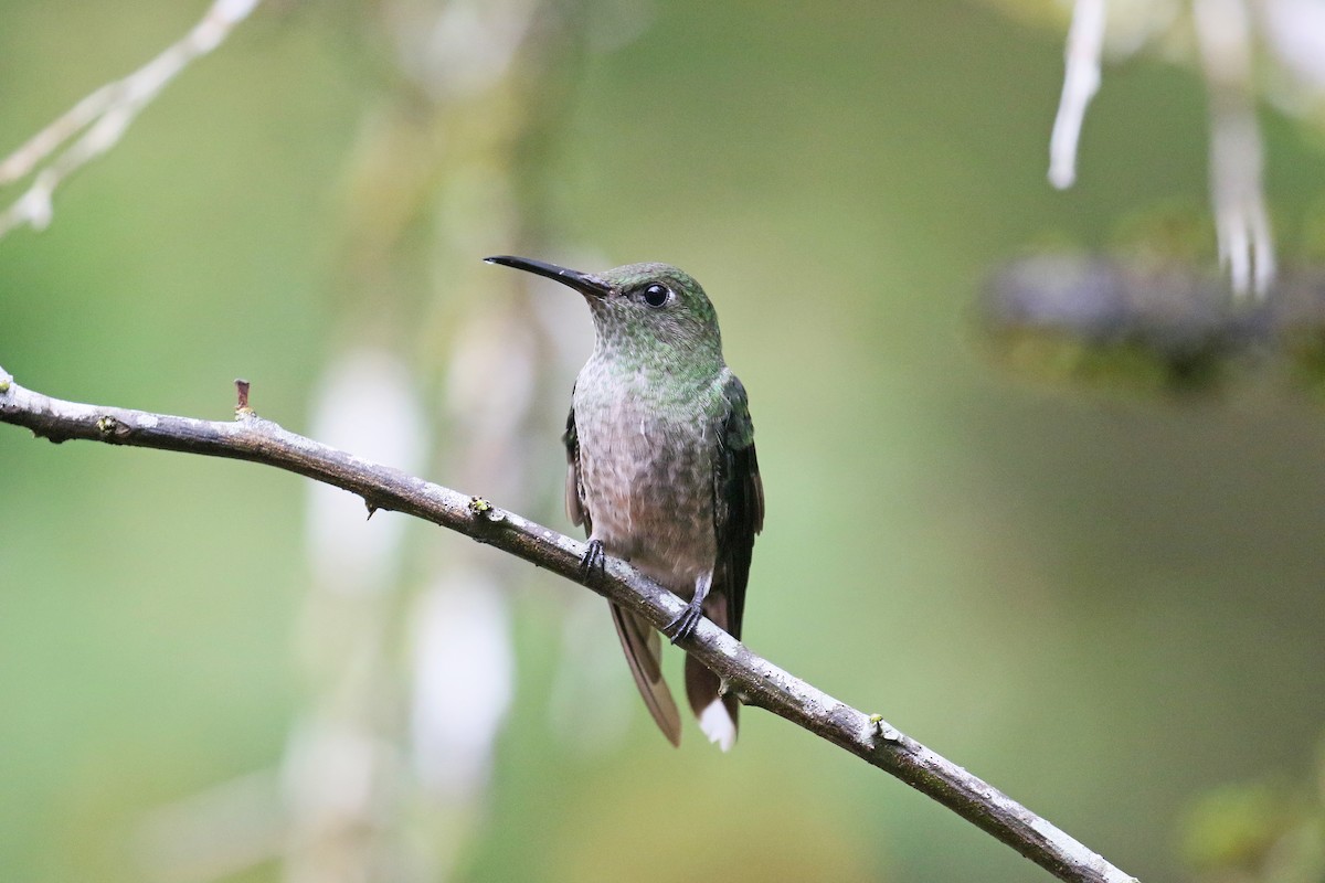 Scaly-breasted Hummingbird - David Lang