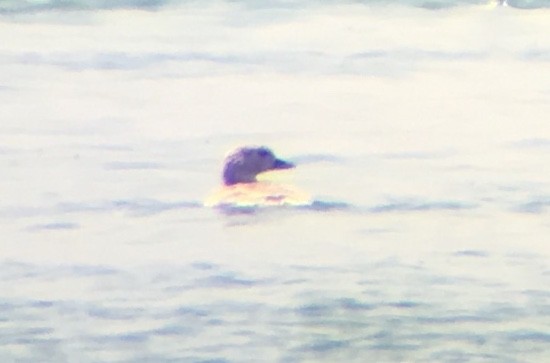 Long-tailed Duck - ML106444971