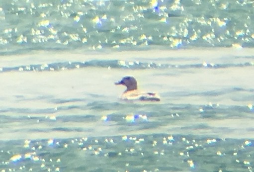 Long-tailed Duck - ML106444981