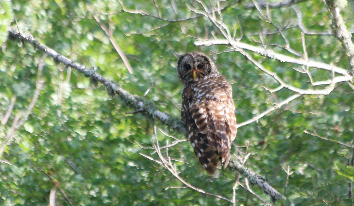 Barred Owl - ML106445201