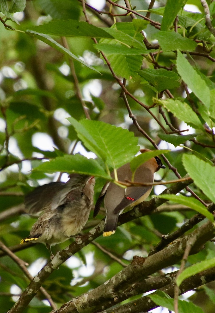 Cedar Waxwing - Darcy Thomas