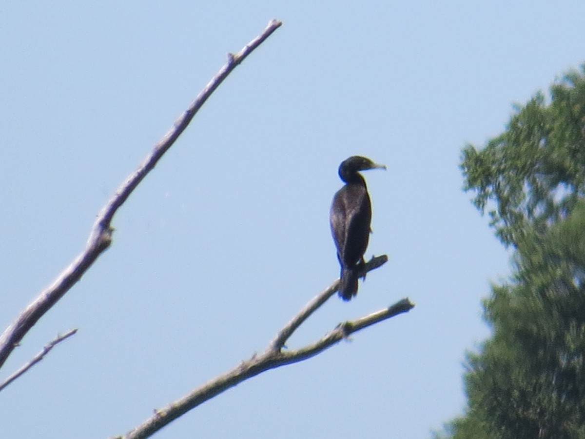 Neotropic Cormorant - Jim Frank