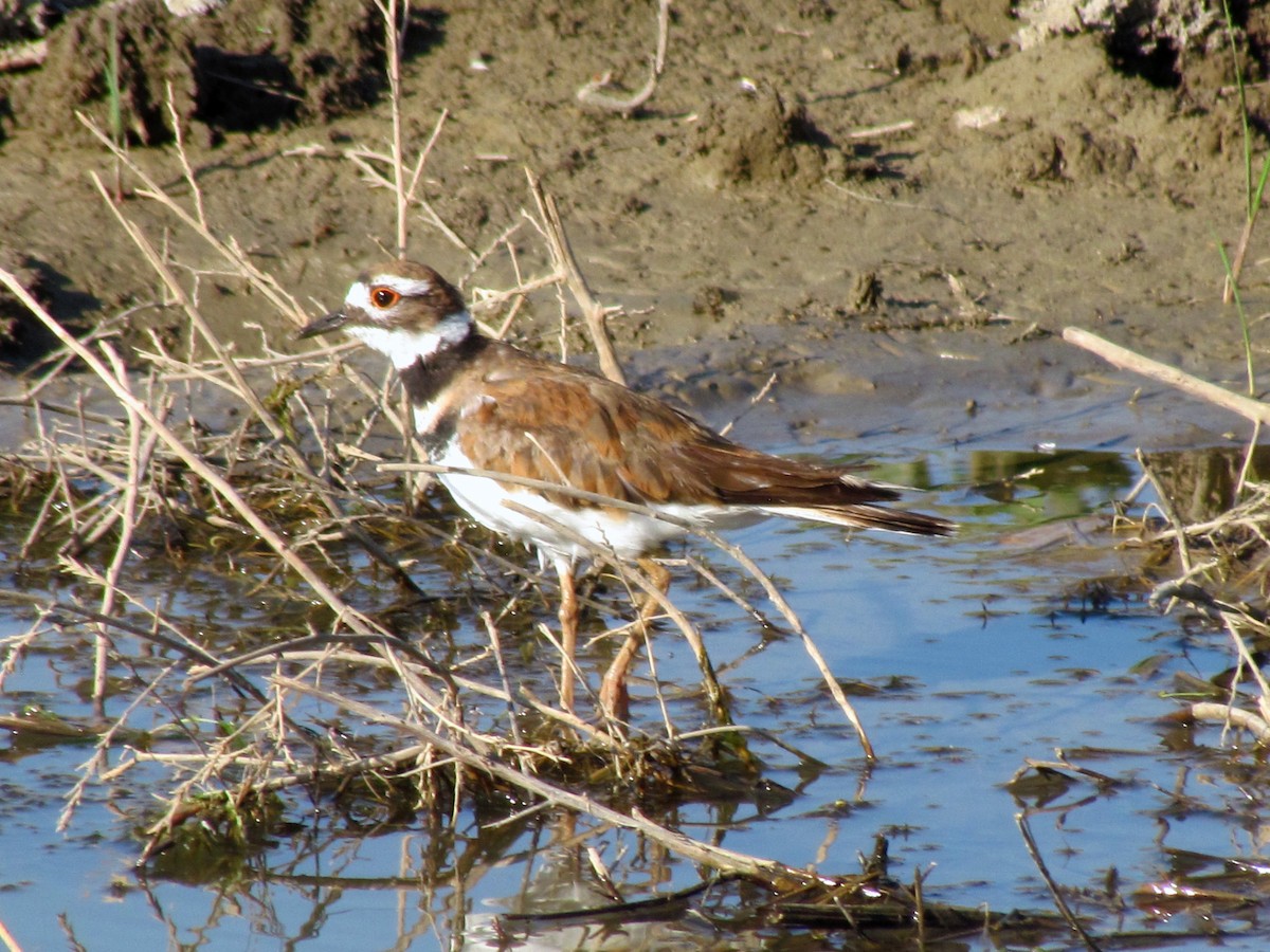 Killdeer - ML106447401