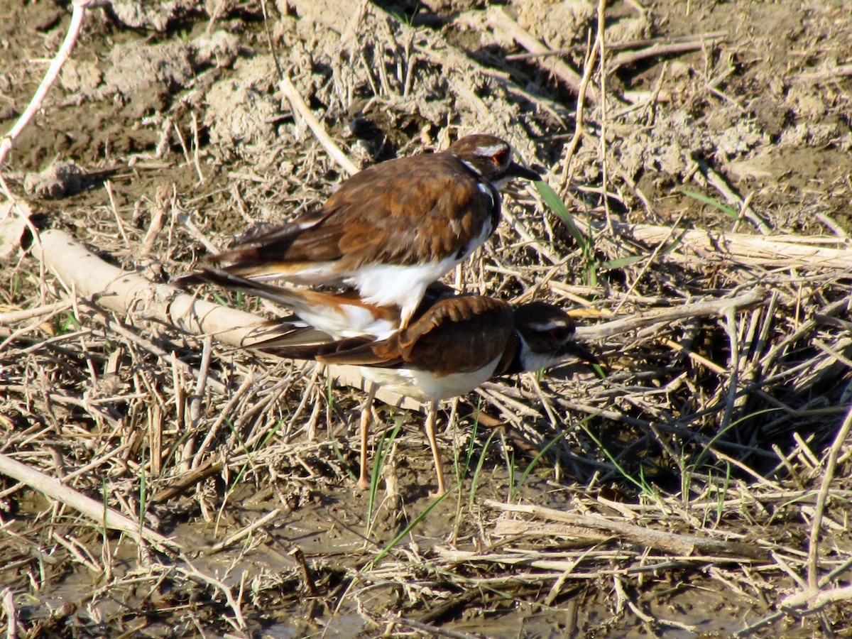 Killdeer - ML106447441