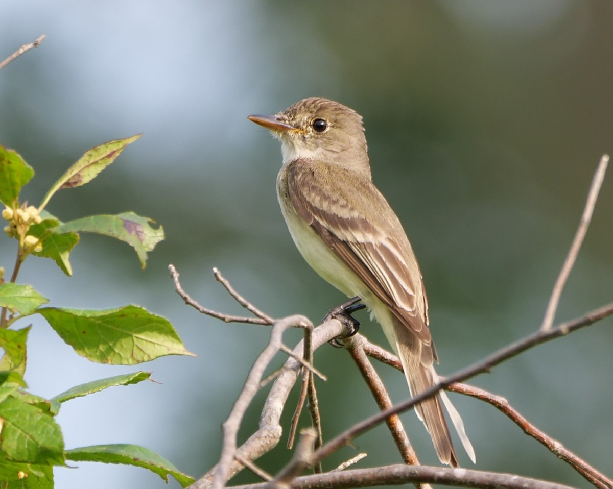 Willow Flycatcher - ML106447571