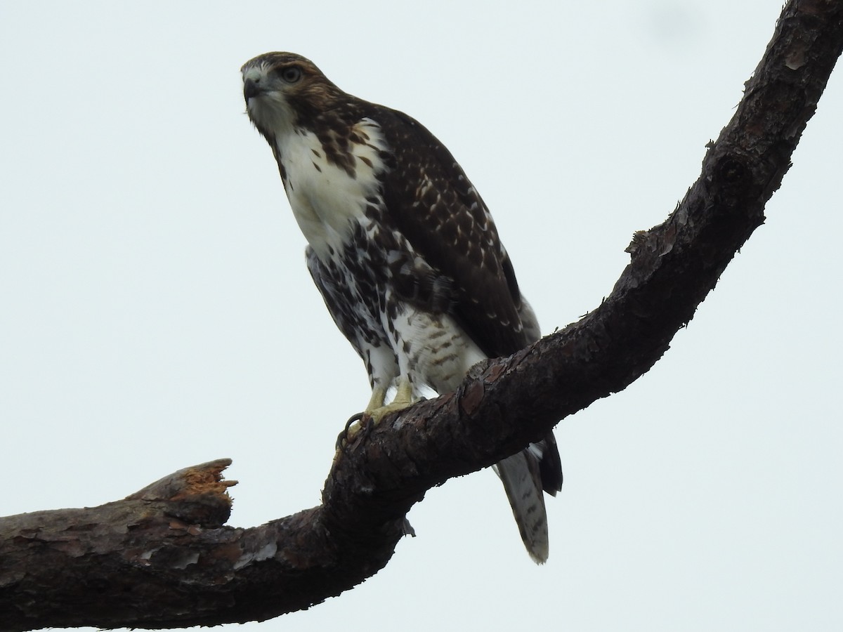 Red-tailed Hawk - Martha Cartwright
