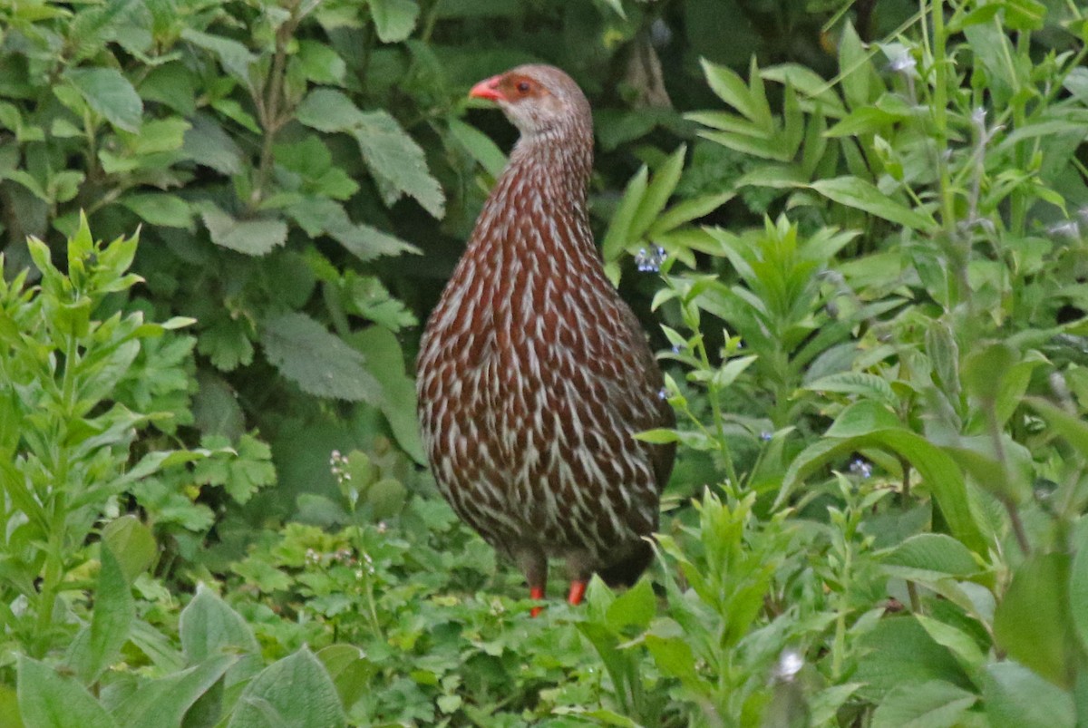 Jackson's Spurfowl - ML106449331