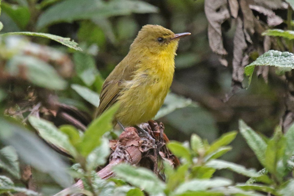 Mountain Yellow-Warbler - ML106452781