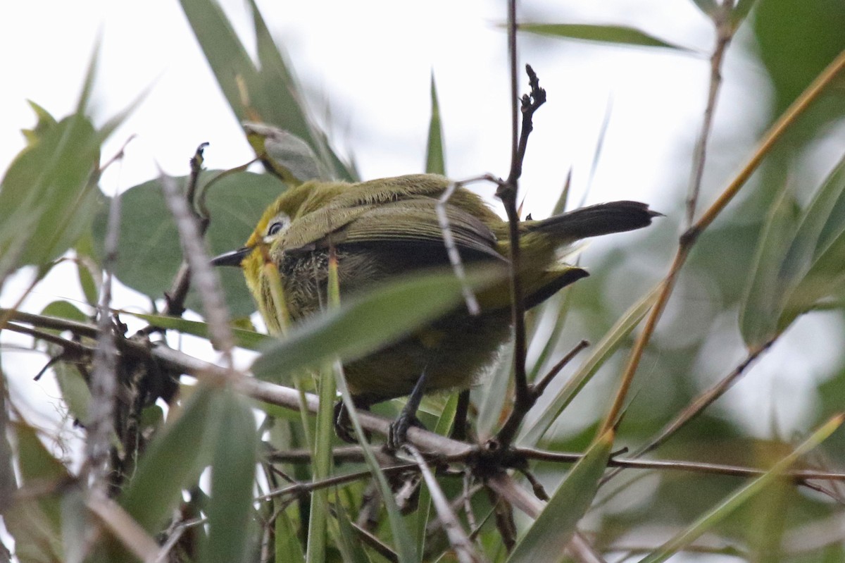 Kikuyu White-eye - Joan and/or George Sims