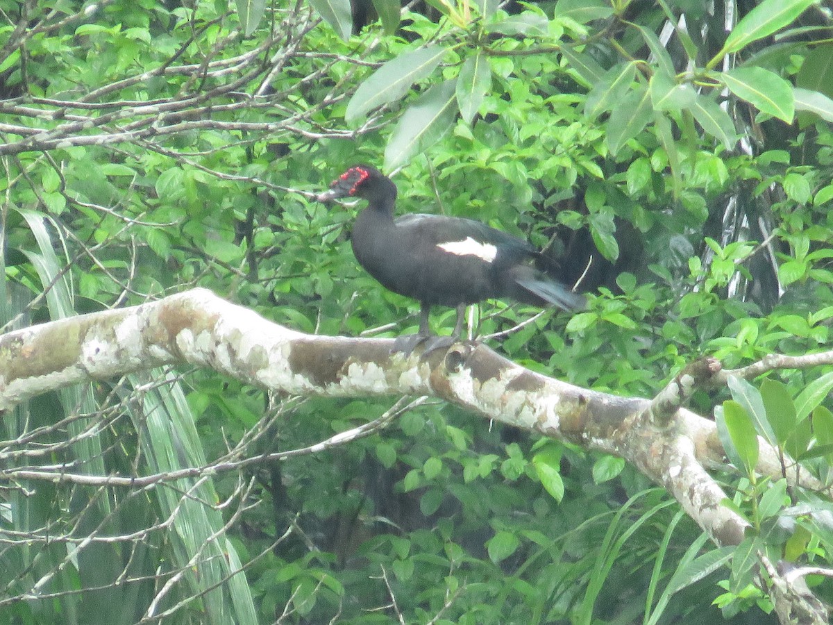 Muscovy Duck - ML106453631