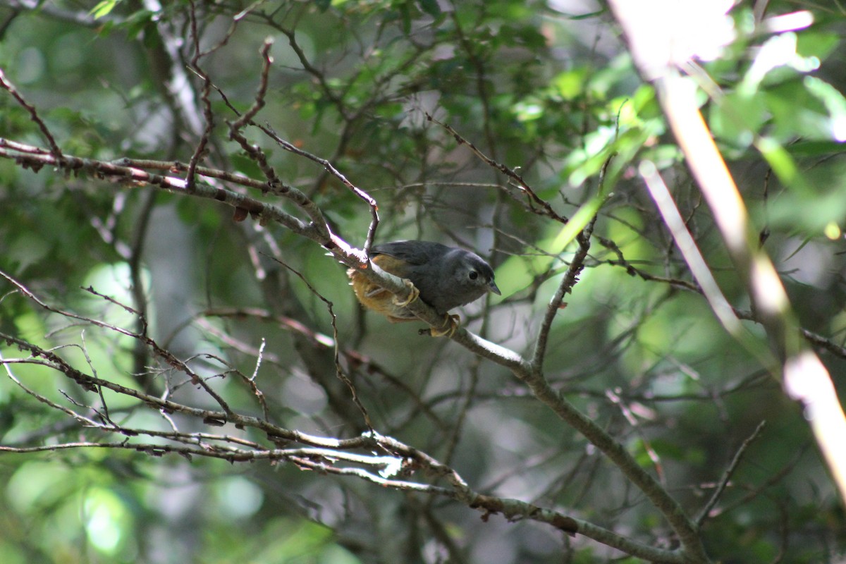 Ochre-flanked Tapaculo - Deva Migrador