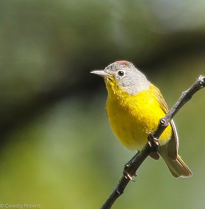 Nashville Warbler - Ceredig  Roberts