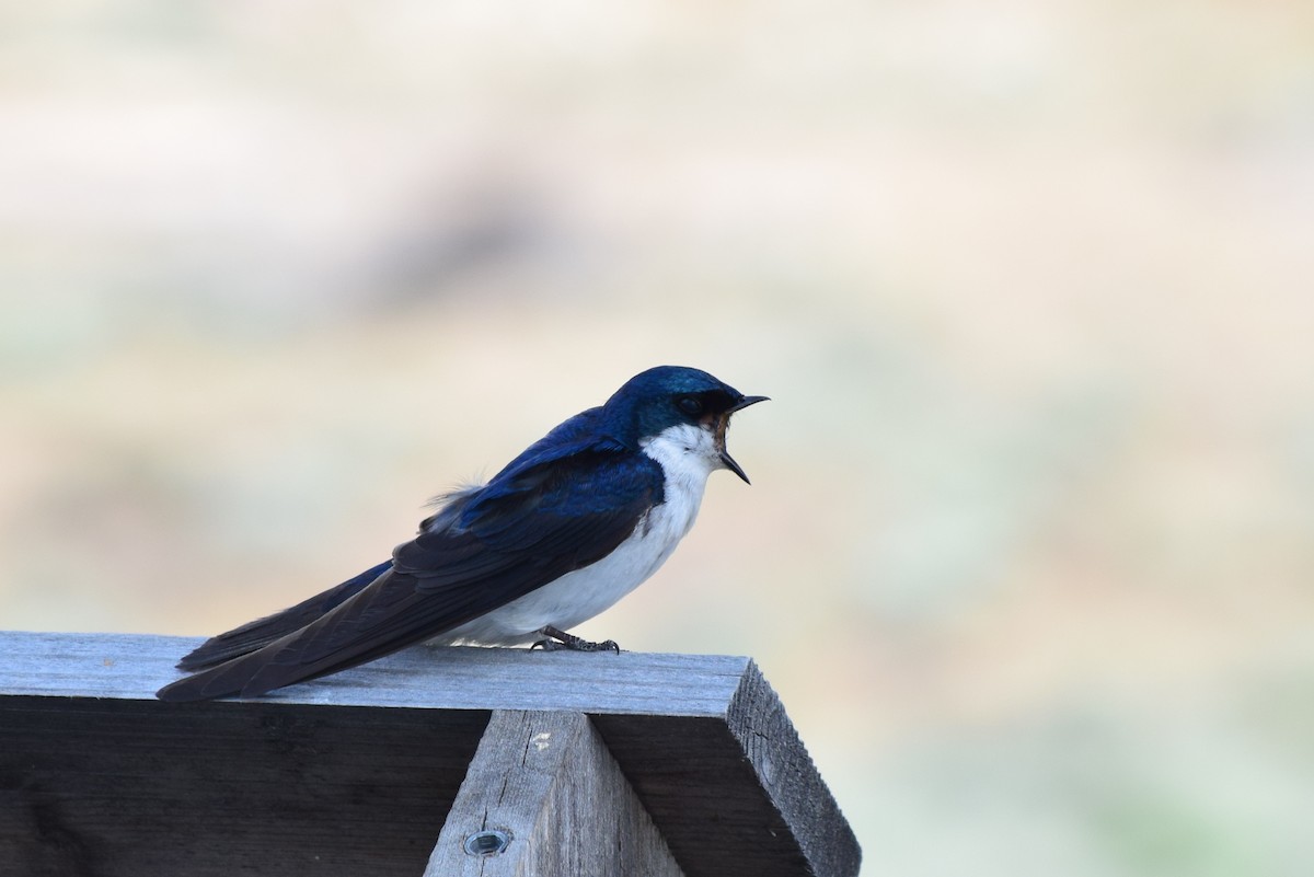 Tree Swallow - ML106457331