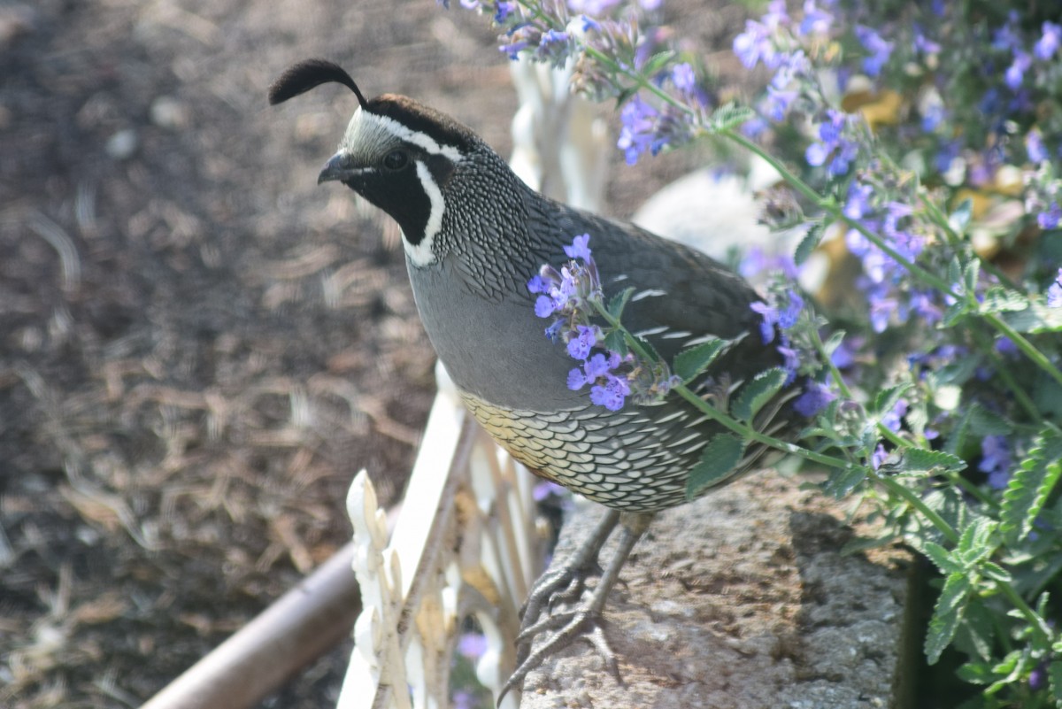 California Quail - ML106457361