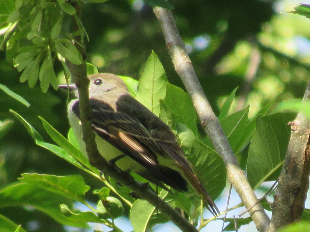 Great Crested Flycatcher - Twylabird Jean