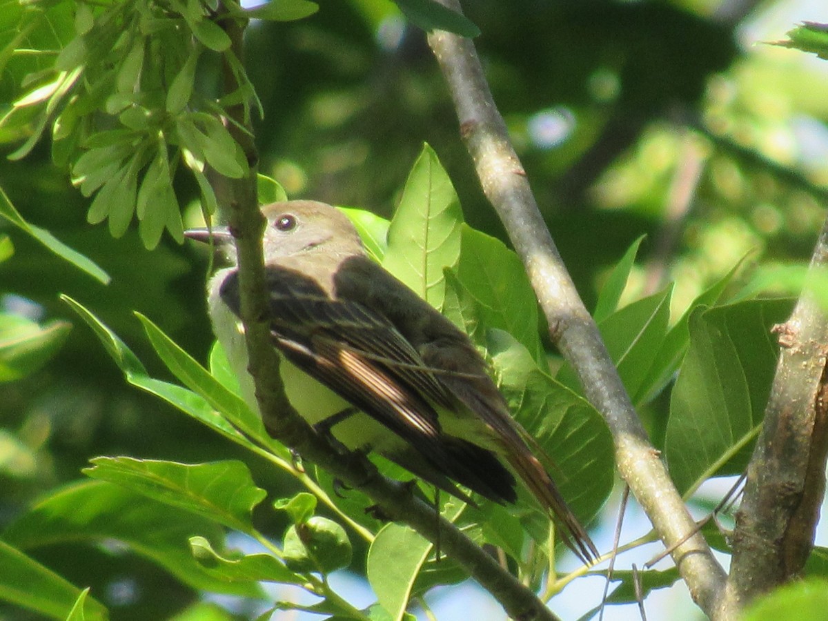 Great Crested Flycatcher - Twylabird Jean