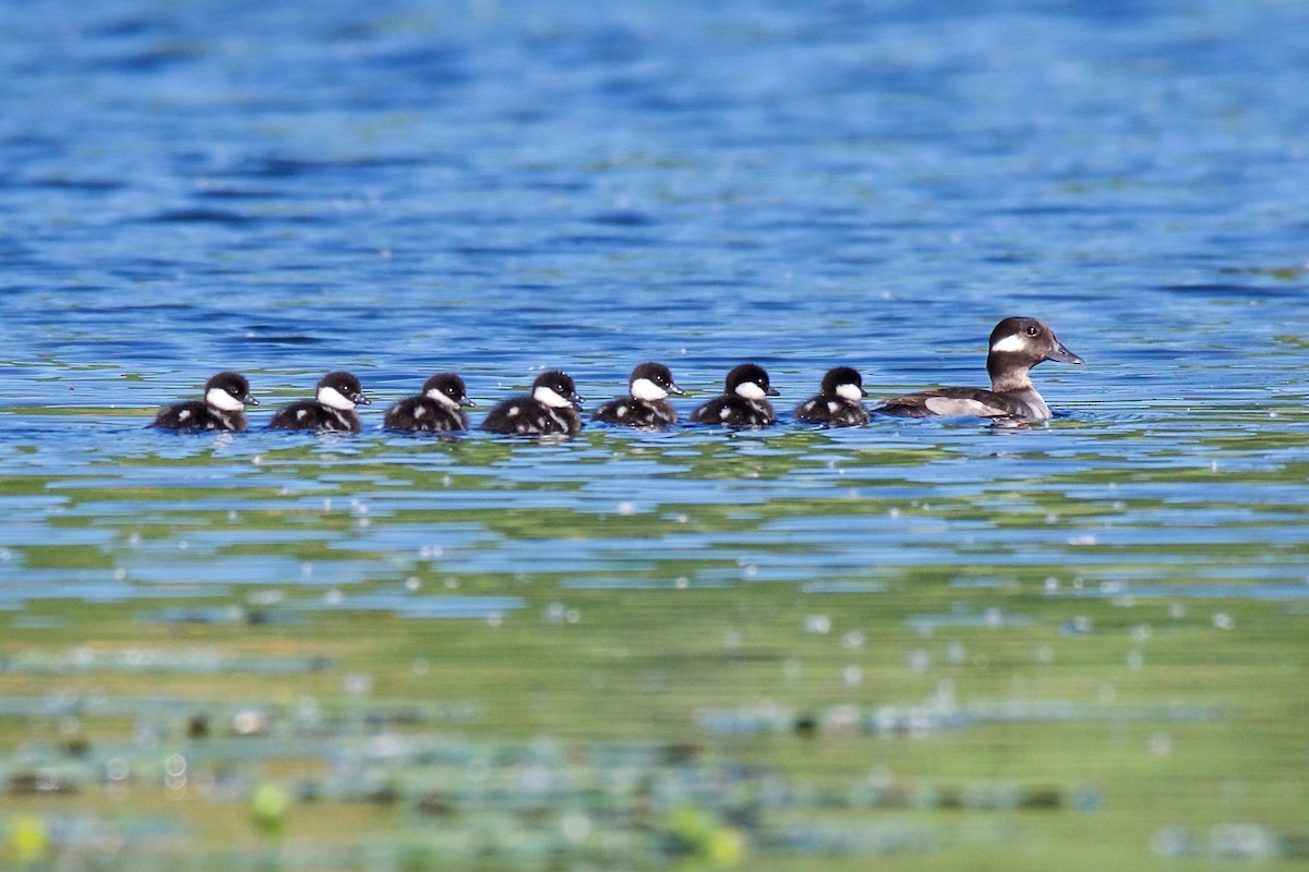 Bufflehead - Jerry McFetridge