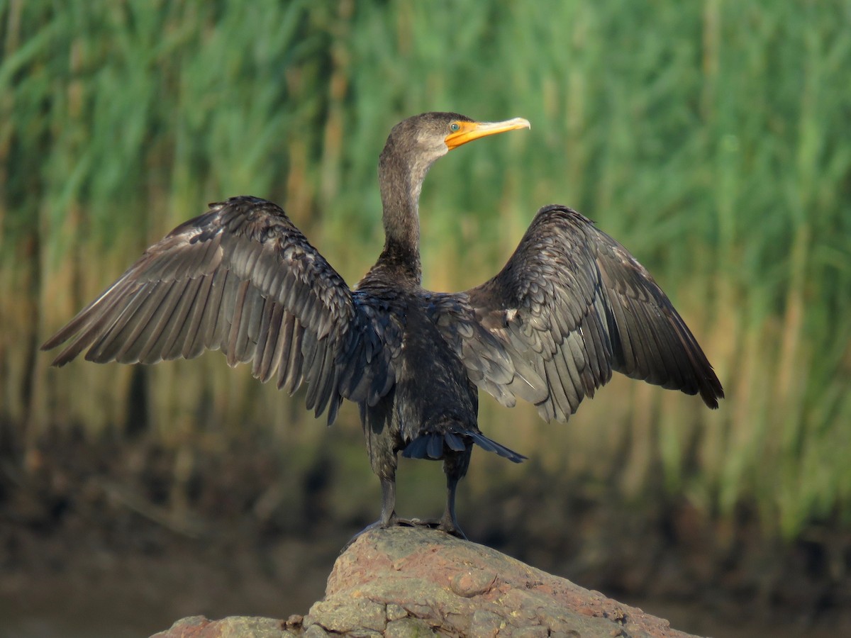 Cormoran à aigrettes - ML106459171