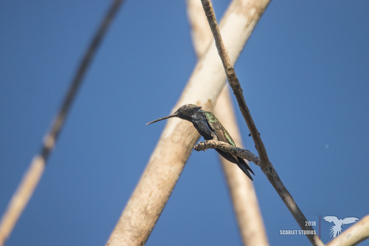 Blue-tufted Starthroat - ML106459311