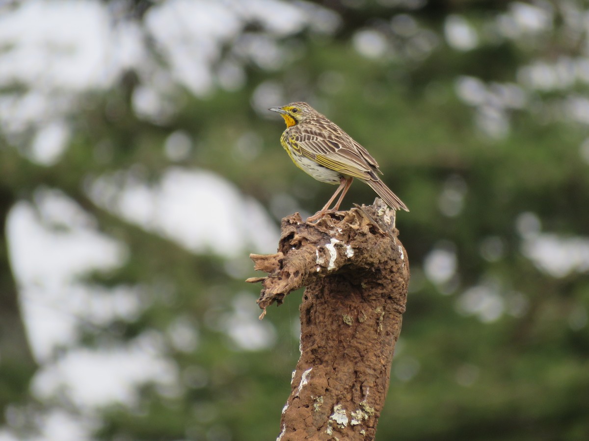 Pangani Longclaw - ML106459341